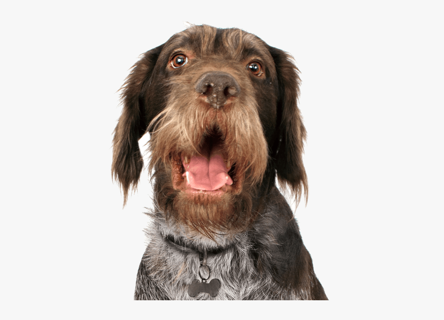 Clip Art Dogs German Wirehaired Pointer - German Wirehaired Pointer Png, Transparent Clipart