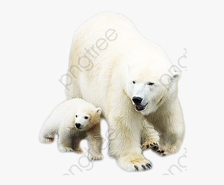 Polar Bear Clipart Realistic - Gif Ours Png, Transparent Clipart