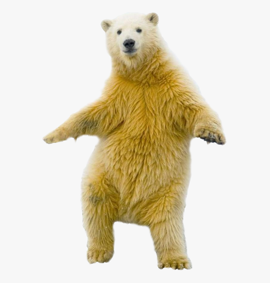 Polar Bear Standing Up Png, Transparent Clipart