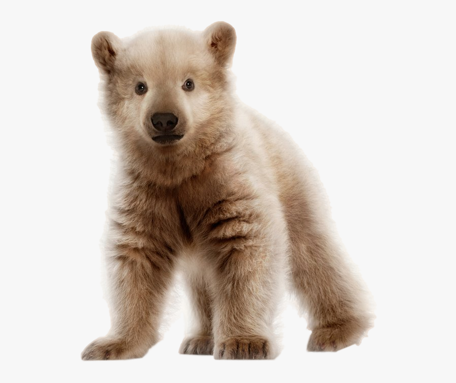 Bear Cub Images - Polar Bear And Grizzly Bear Cub, Transparent Clipart