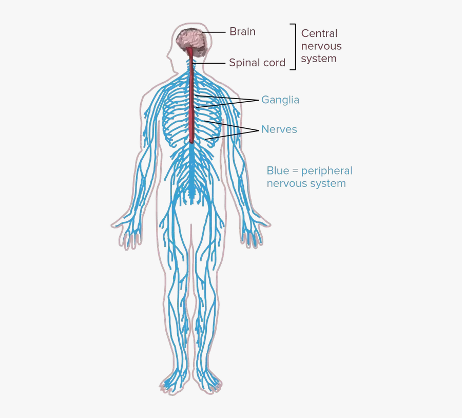 Nerves Cell X Dumielauxepices - Drawing Of The Nervous System, Transparent Clipart