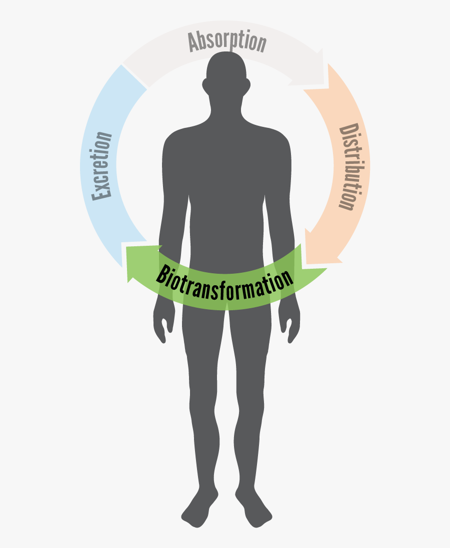 Illustration Of The Human Body - Crispr Human, Transparent Clipart