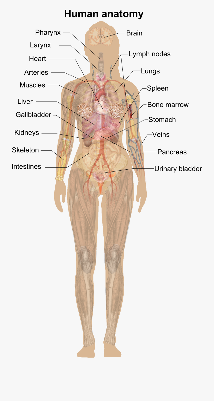 File Female Shadow Anatomy - Human Anatomy Without Labels, Transparent Clipart