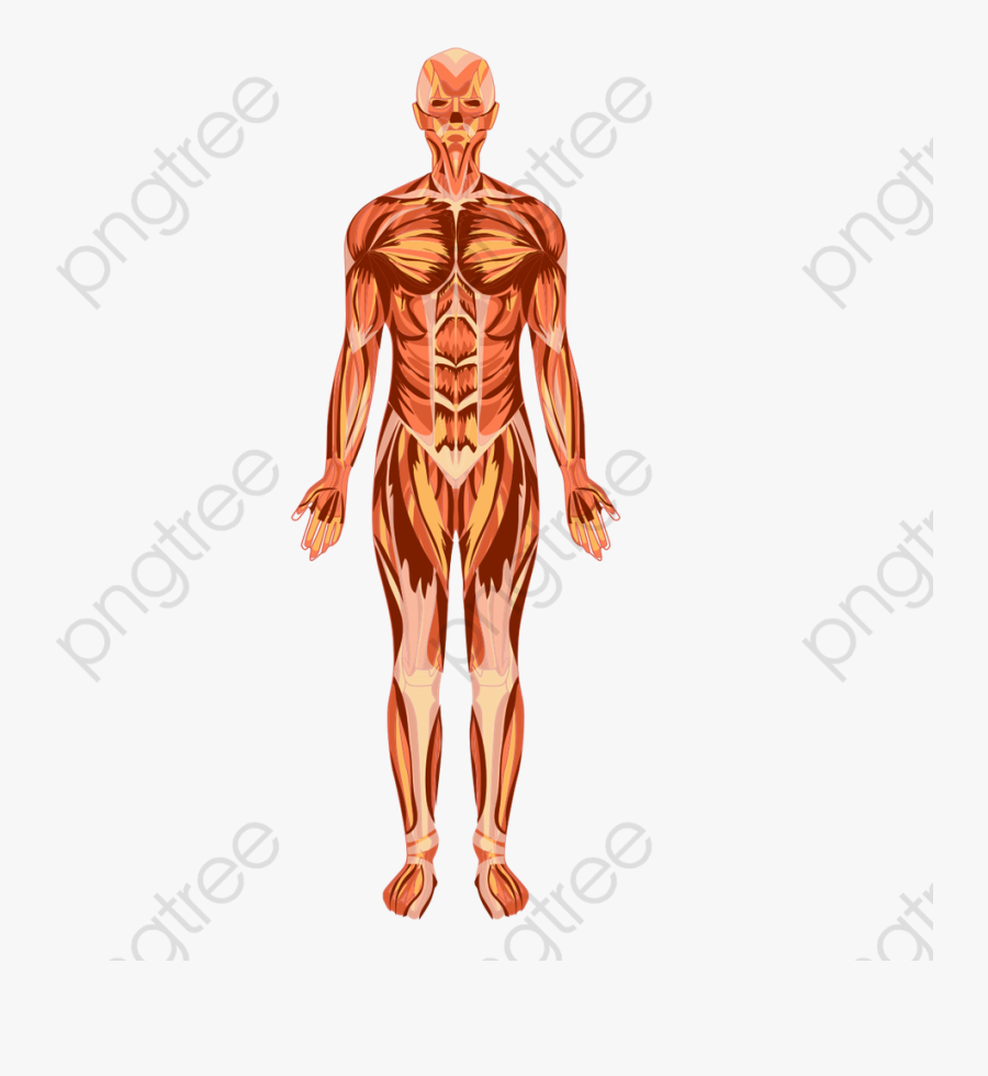 Human Body Clipart Transparent Background - Human Body, Transparent Clipart