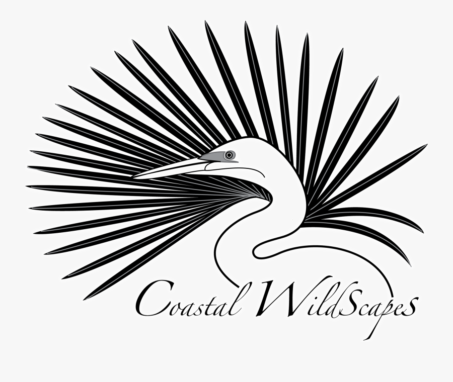 Clip Art Transparent - Drawing, Transparent Clipart