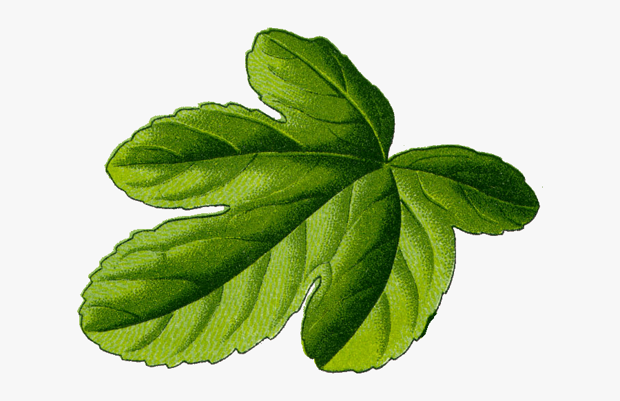 Fig Leaf Illustration Transparent Png Image - Fig Leaf Png, Transparent Clipart