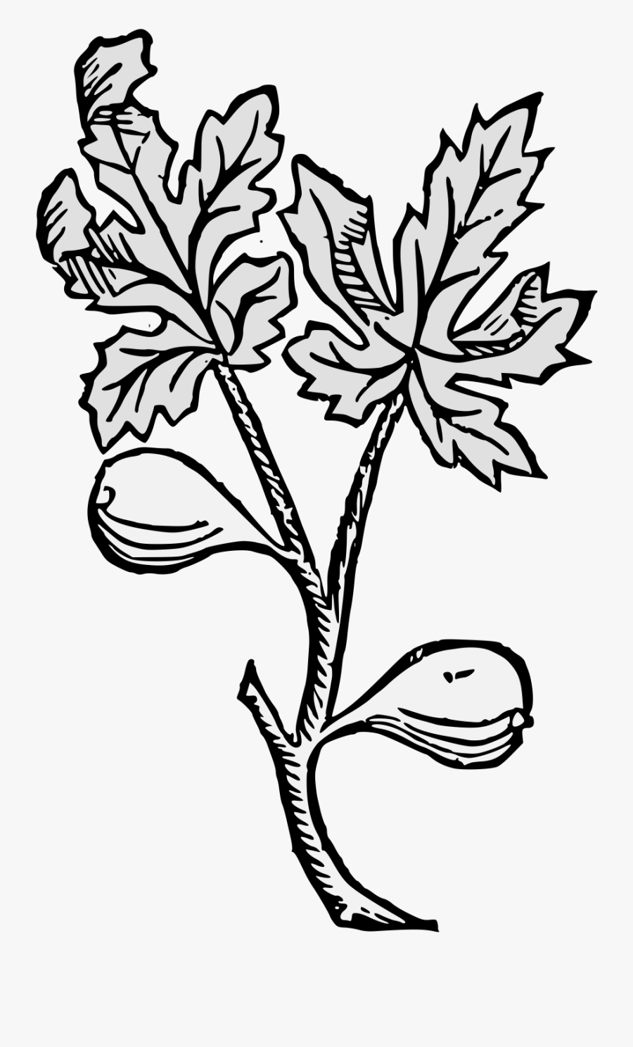 Rosa Glauca, Transparent Clipart