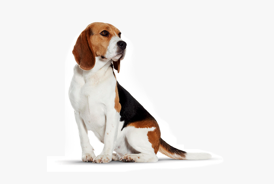 Images In Collection Page - Little Dog Png, Transparent Clipart