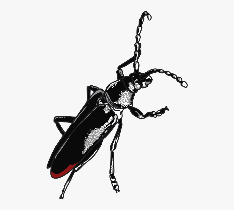 Grand Capricorne, Transparent Clipart