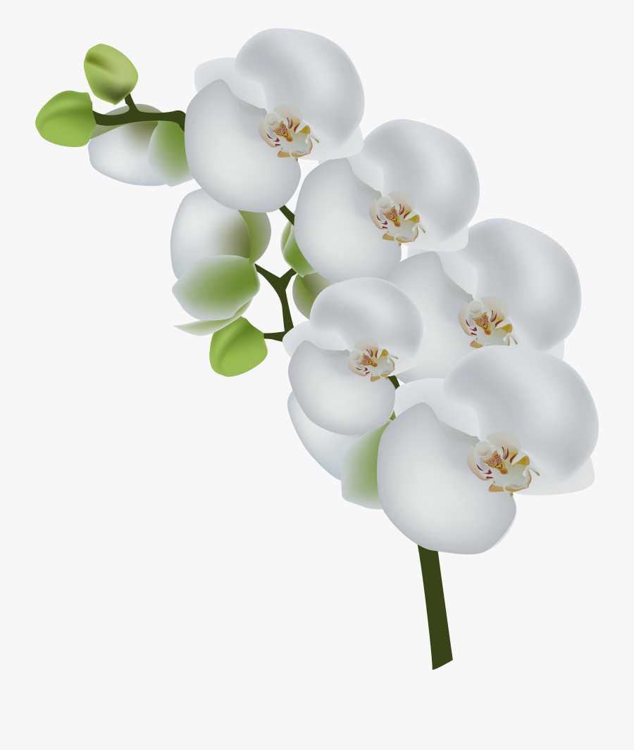 White Orchid Transparent Background, Transparent Clipart
