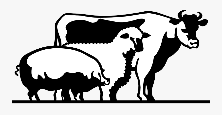 Cattle Domestic Pig Livestock - Livestock Clipart, Transparent Clipart