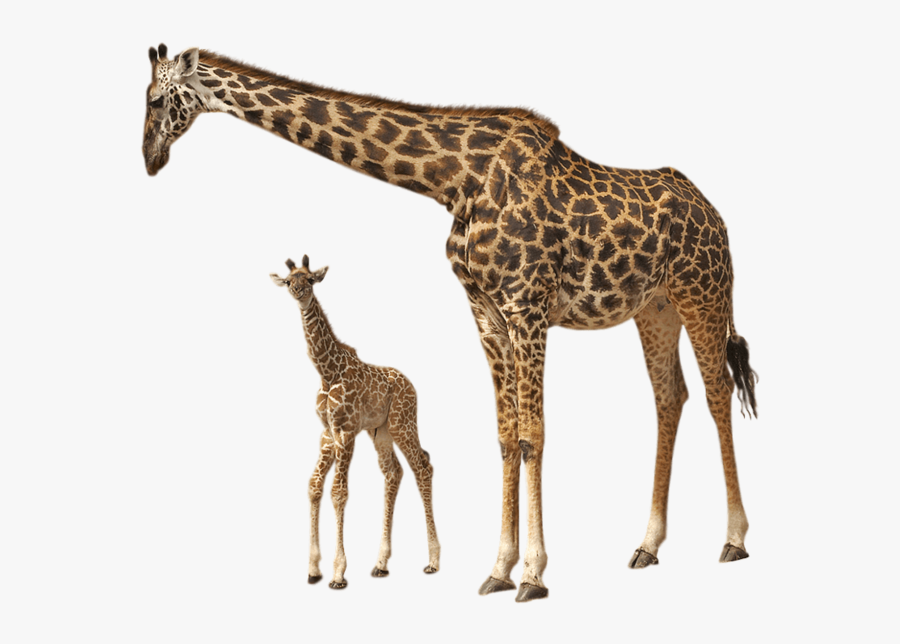 This Png File Is About Giraffes , Animals - Young Ones Of Giraffe, Transparent Clipart
