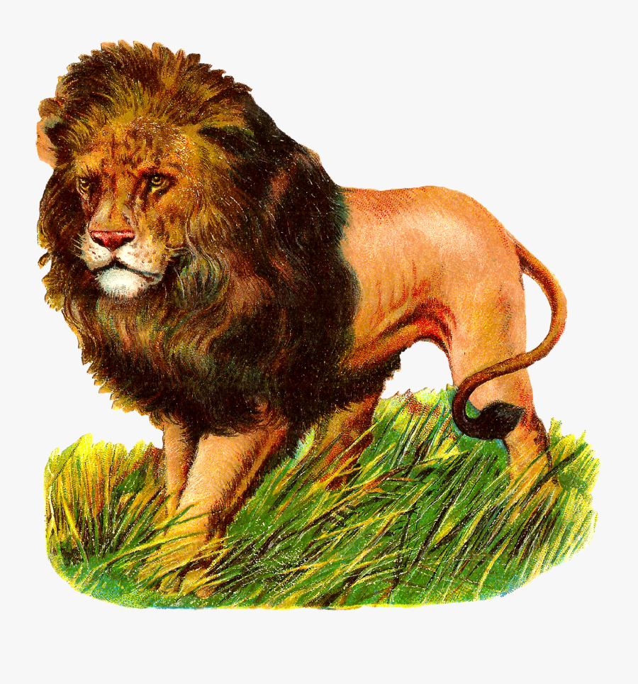 Lions Clipart Zoo Animal - Lion Vintage Animal Transparent, Transparent Clipart