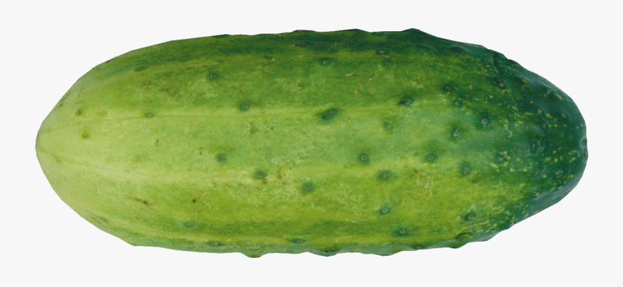 Cucumber Clipart Png Cucumber Clipart - Plant Pathology, Transparent Clipart