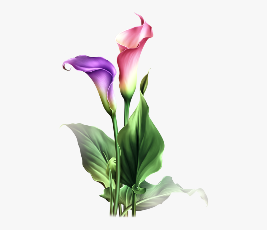 Find This Pin And More On Dibujos Flores By Adenuez - Calla Lily Flower Png, Transparent Clipart