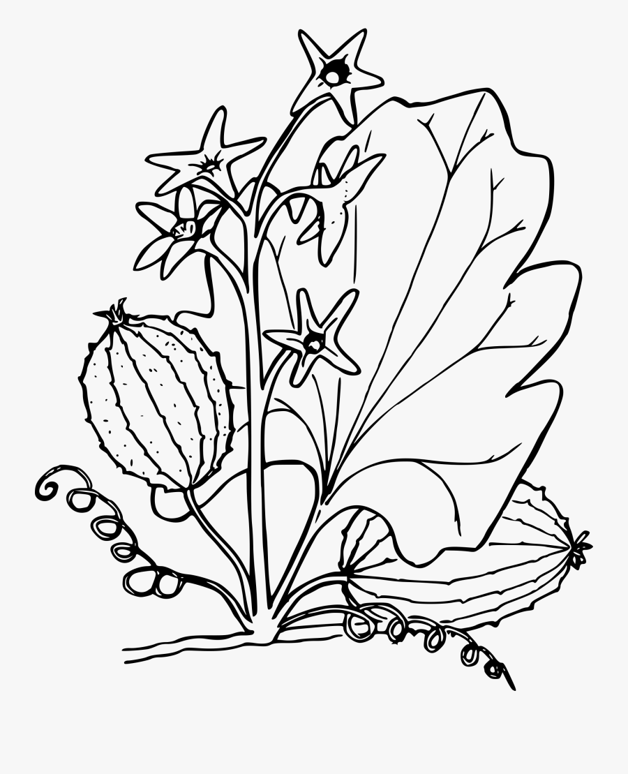 Clipart - Cucumber, Transparent Clipart