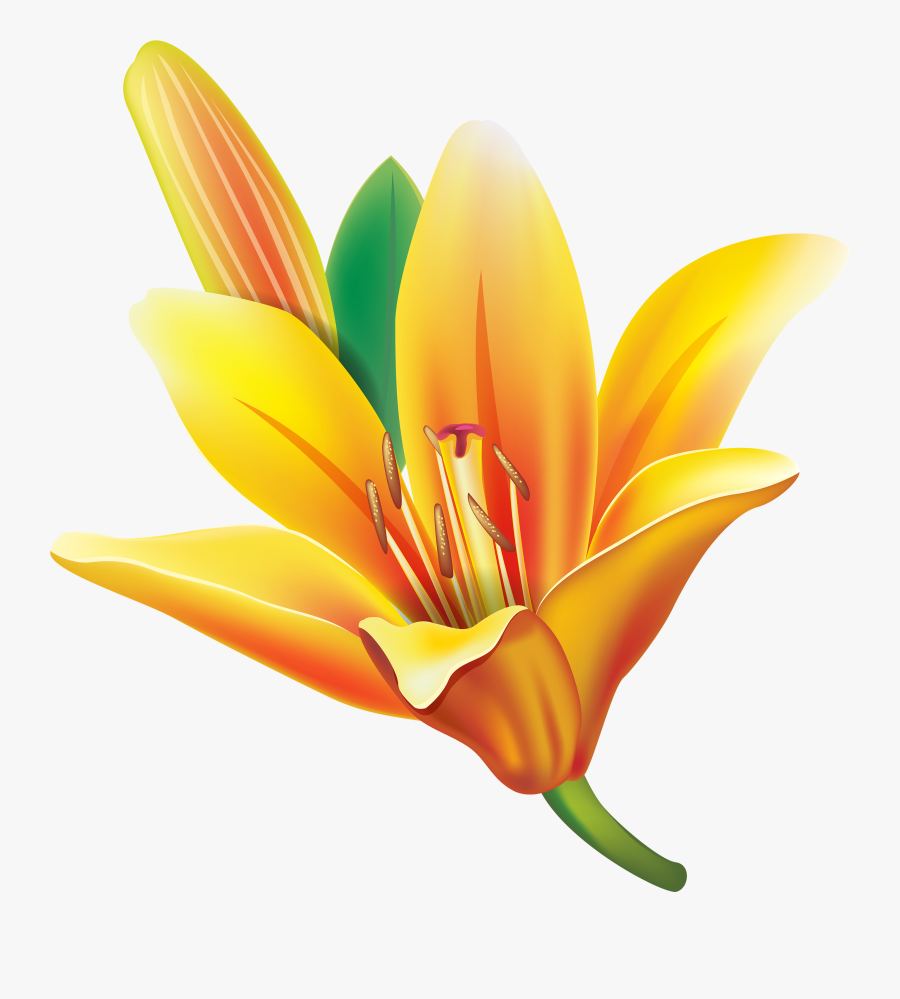 Yellow Lily Flower Png Clipart - Yellow Bell Flower Clipart , Free ...