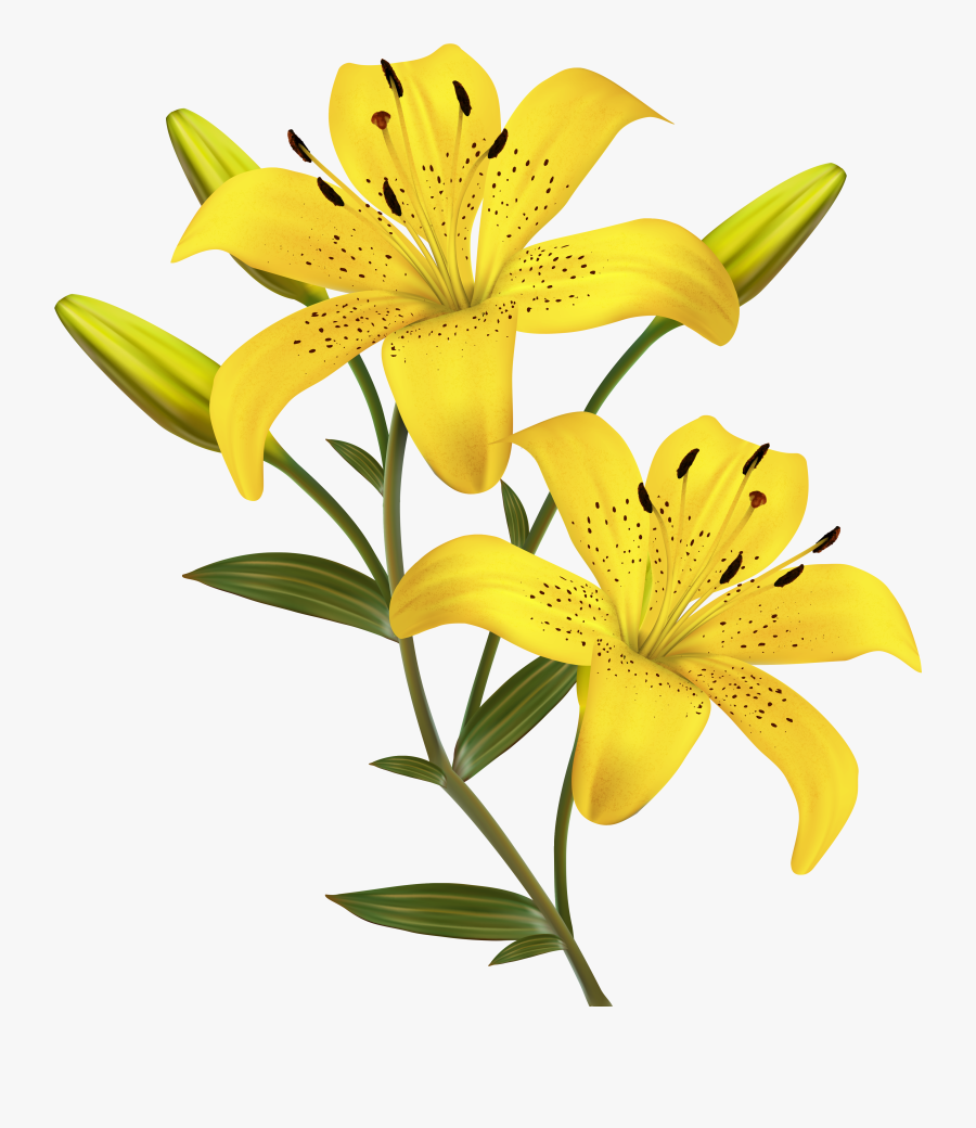 Transparent Calla Lily Png - Yellow Lily Flower Clipart, Transparent Clipart