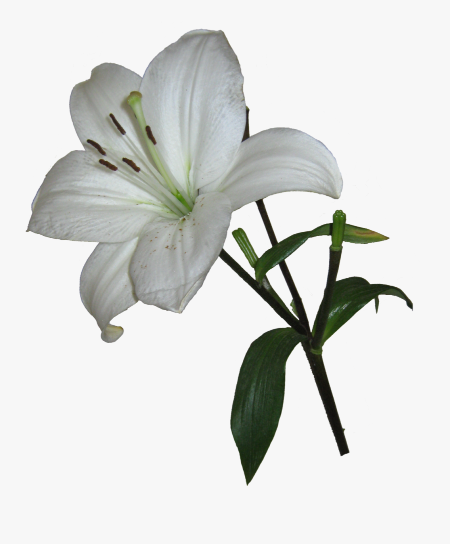 Real Lily Png Clipart - Easter Lily Transparent Background, free clipart do...