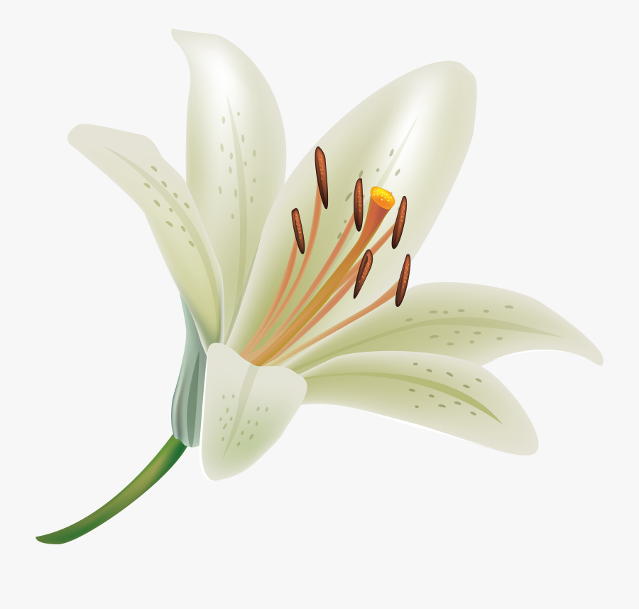 White Lily Flower Png Clipart - Lily Flower Photo Png, Transparent Clipart