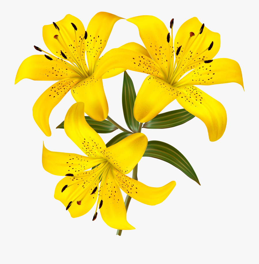 Tiger Lily Clipart At Getdrawings - Yellow Lily Clipart, Transparent Clipart