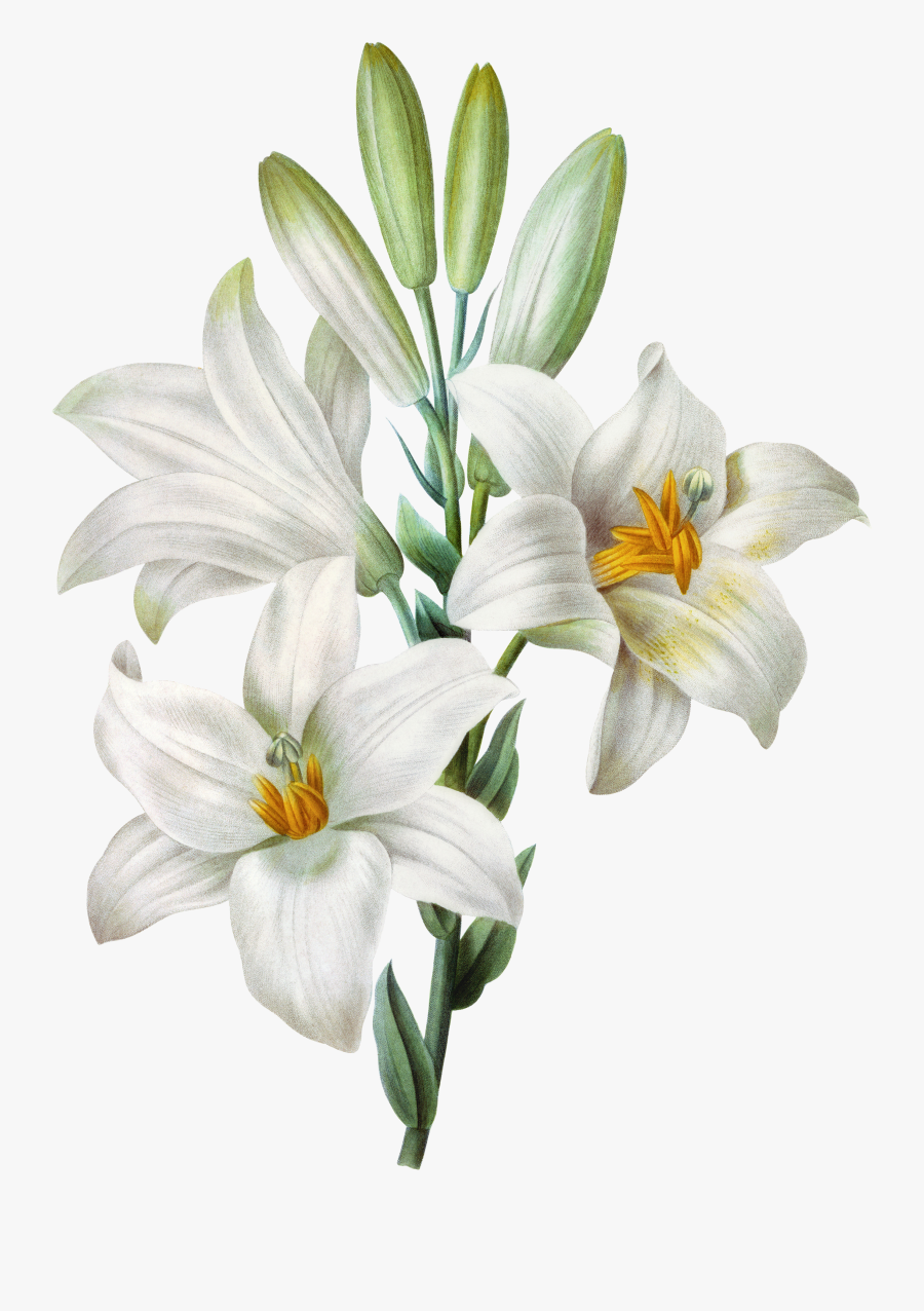 Watercolor Easter Lilium Painting Tiger Candidum Lily - Lilies Illustration, Transparent Clipart