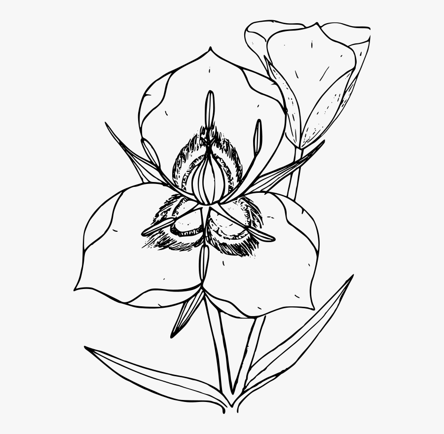 Art,symmetry,monochrome Photography - Utah State Flower Drawing, Transparent Clipart