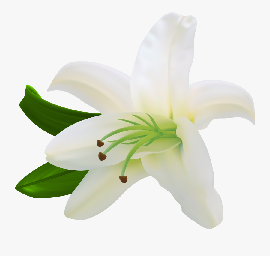 Lilium Flower White Letter, Transparent Clipart