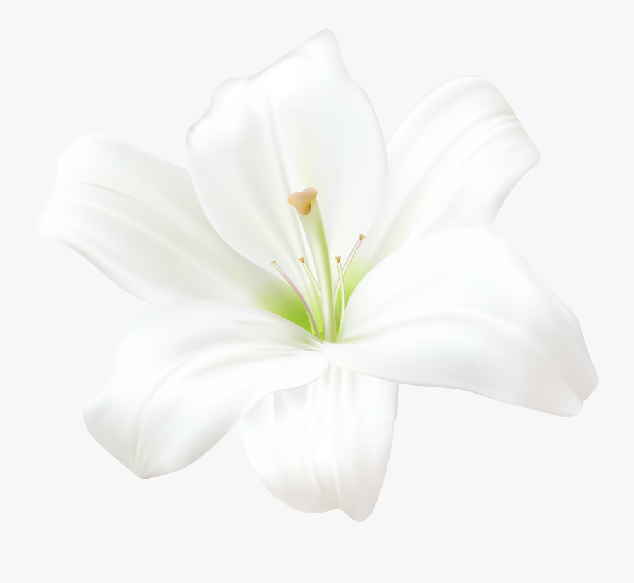 Lily Flower Clipart, Transparent Clipart
