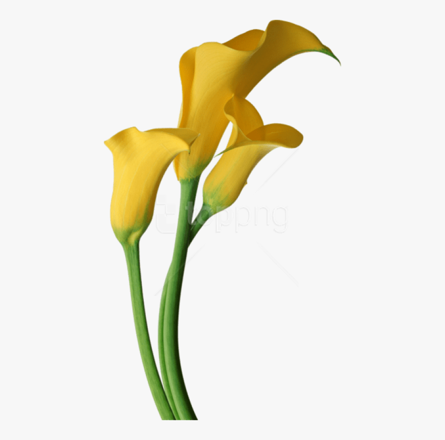 Free Png Download Yellow Transparent Calla Lilies Flowers - Yellow Calla Lily Clipart, Transparent Clipart