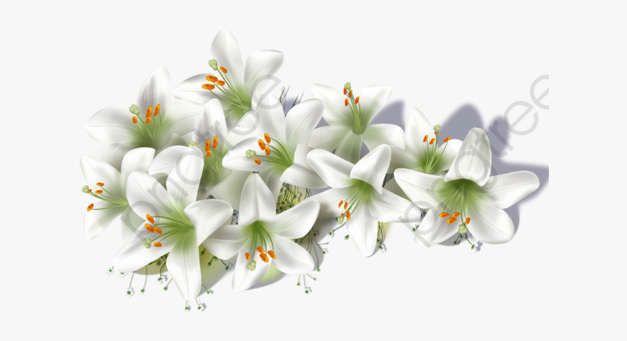 White Lily Clipart - White Lilies Png, Transparent Clipart