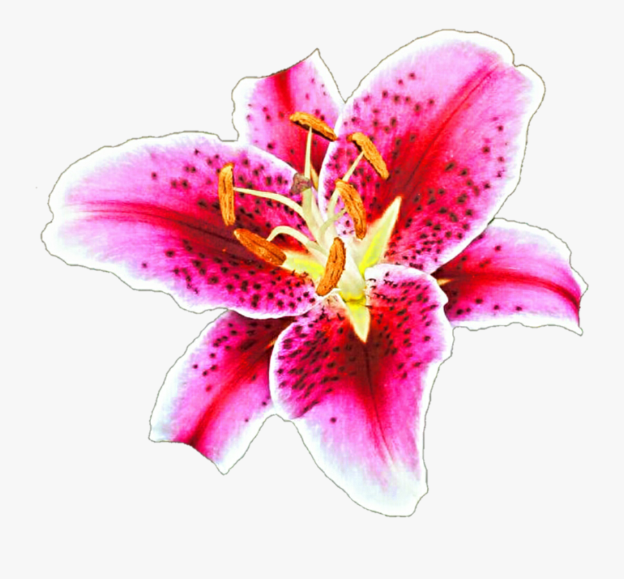 Clip Art Lily Clipart Clipground Oh - Stargazer Lily Clipart, Transparent Clipart