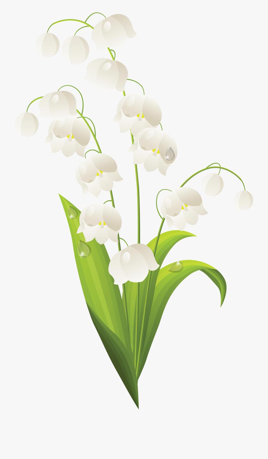 Lily Of The Valley Stem, Transparent Clipart