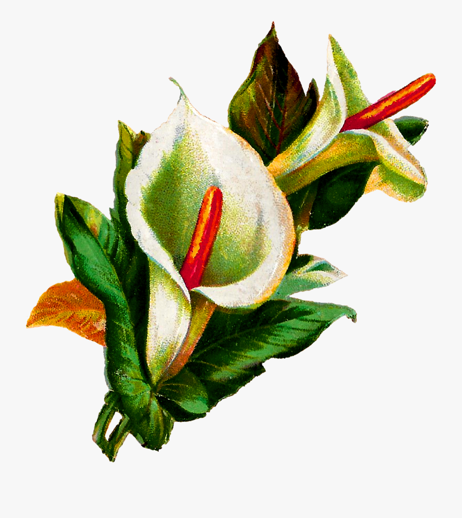 Calla Lily Clipart Potluck - Clip Art, Transparent Clipart