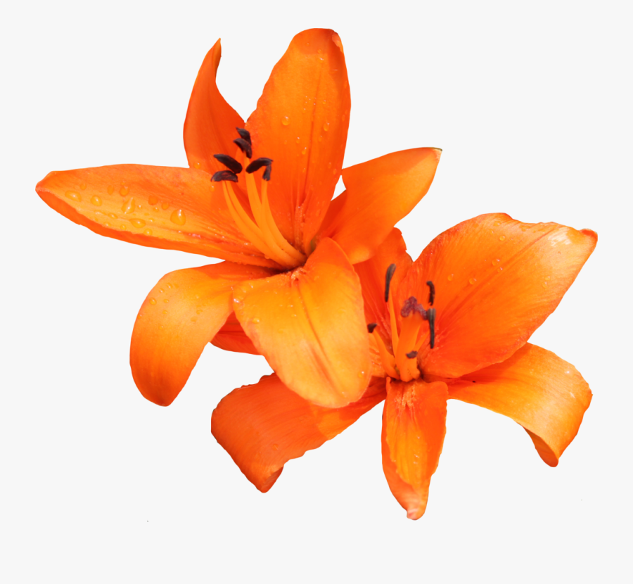 Orange Lily Clipart - Tiger Lily Clipart, Transparent Clipart