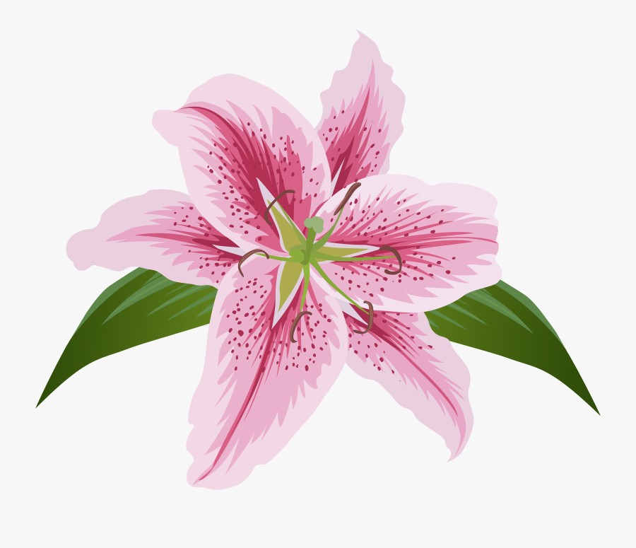 Lilium Flower Pink Transparent Clip Artu200b Gallery, Transparent Clipart