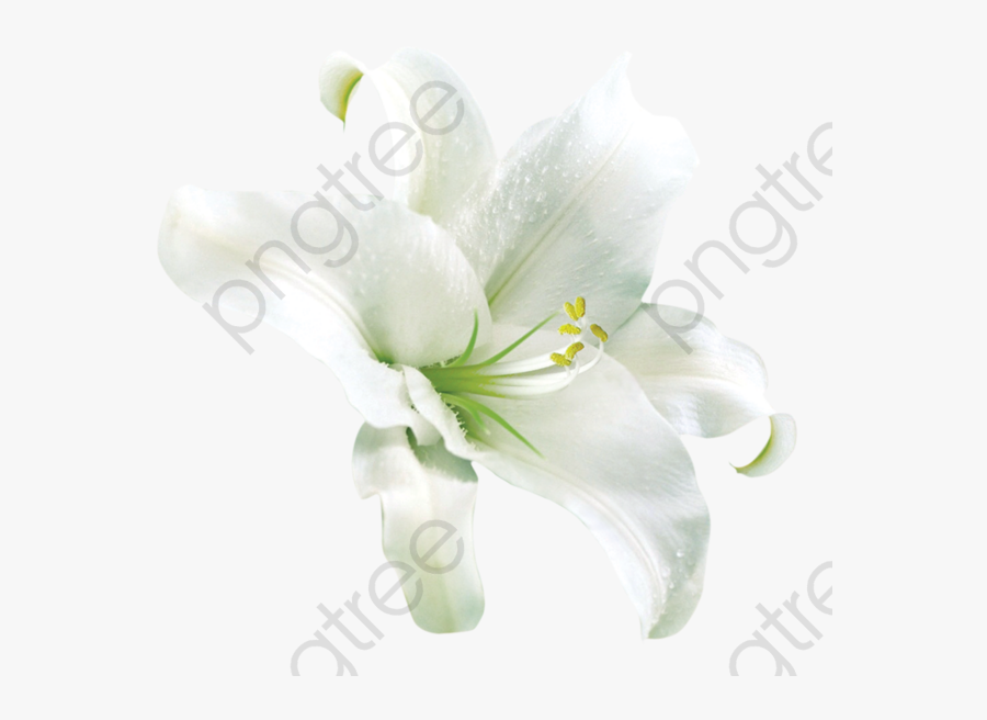 White Lily Clipart - Lily, Transparent Clipart