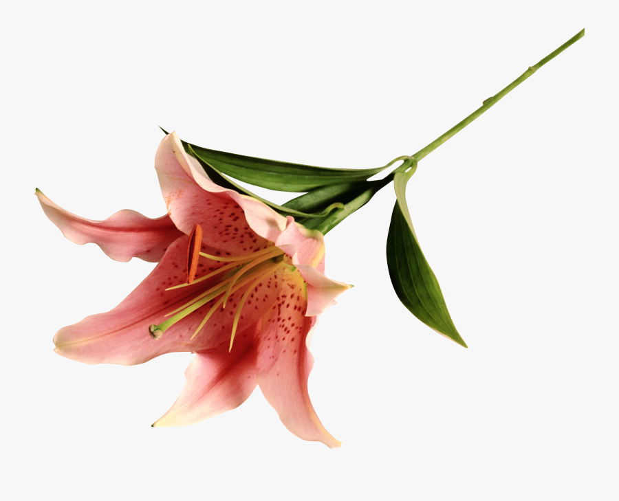 Stargazer Lily Clipart , Png Download - Portable Network Graphics, Transparent Clipart