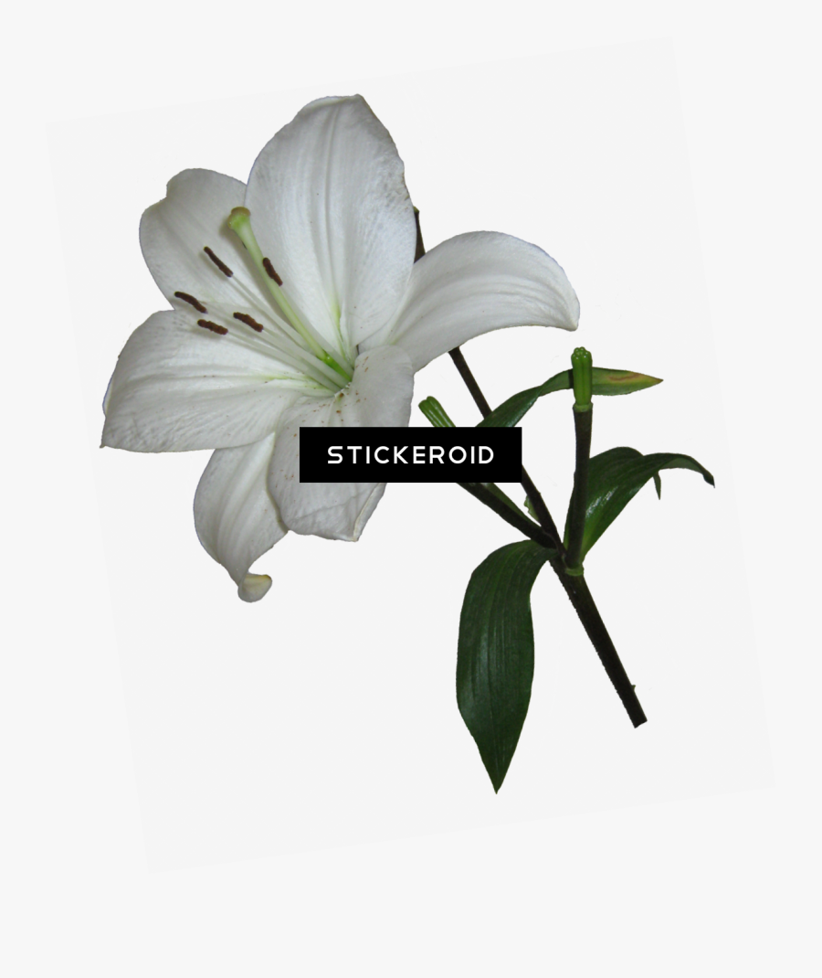 White Lily Transparent Background Clipart , Png Download - Lily, Transparent Clipart