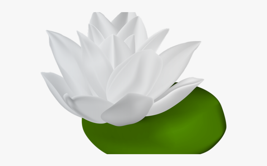 Water Lily Clip Art, Transparent Clipart