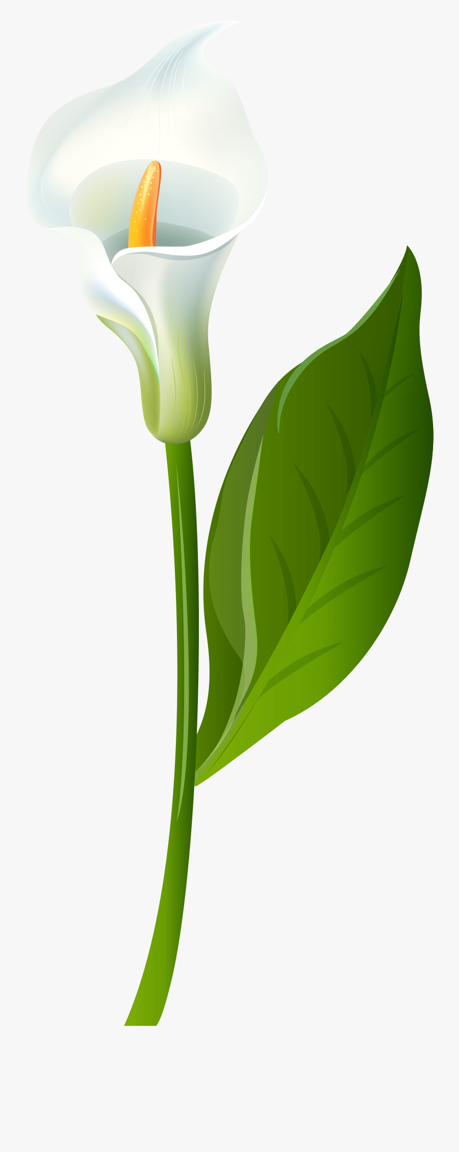 Calla Lily Transparent, Transparent Clipart