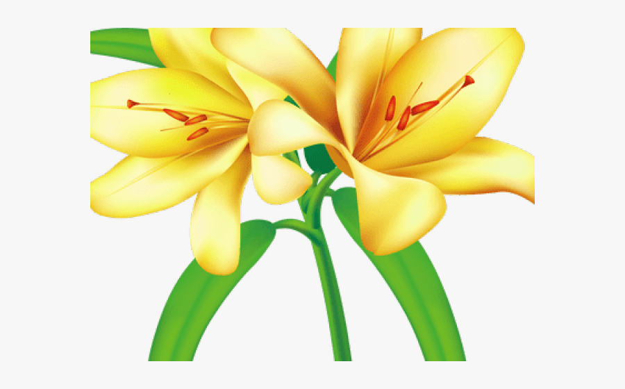 Vector Flower Lily Png, Transparent Clipart