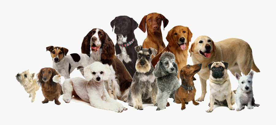 Daycare Sitting Pet Dog Cat Grooming Clipart - Many Breeds Of Dogs, Transparent Clipart