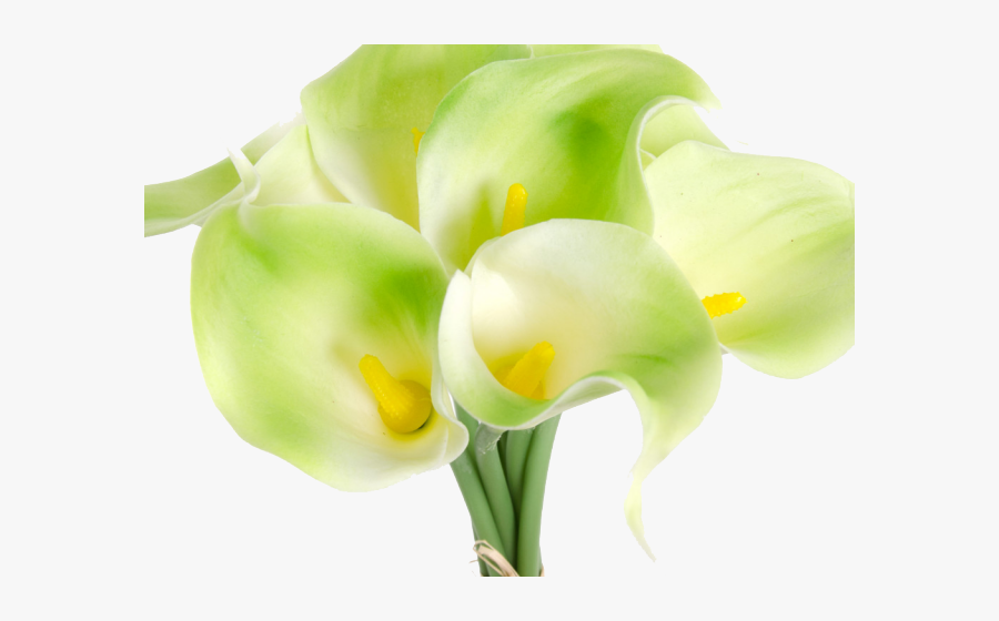 Calla Lily Clipart Religious - Giant White Arum Lily, Transparent Clipart