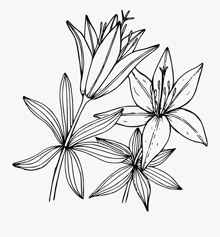 Cliparts For Free Download Lilies Clipart Drawing And - Transparent Lily Drawing Png, Transparent Clipart