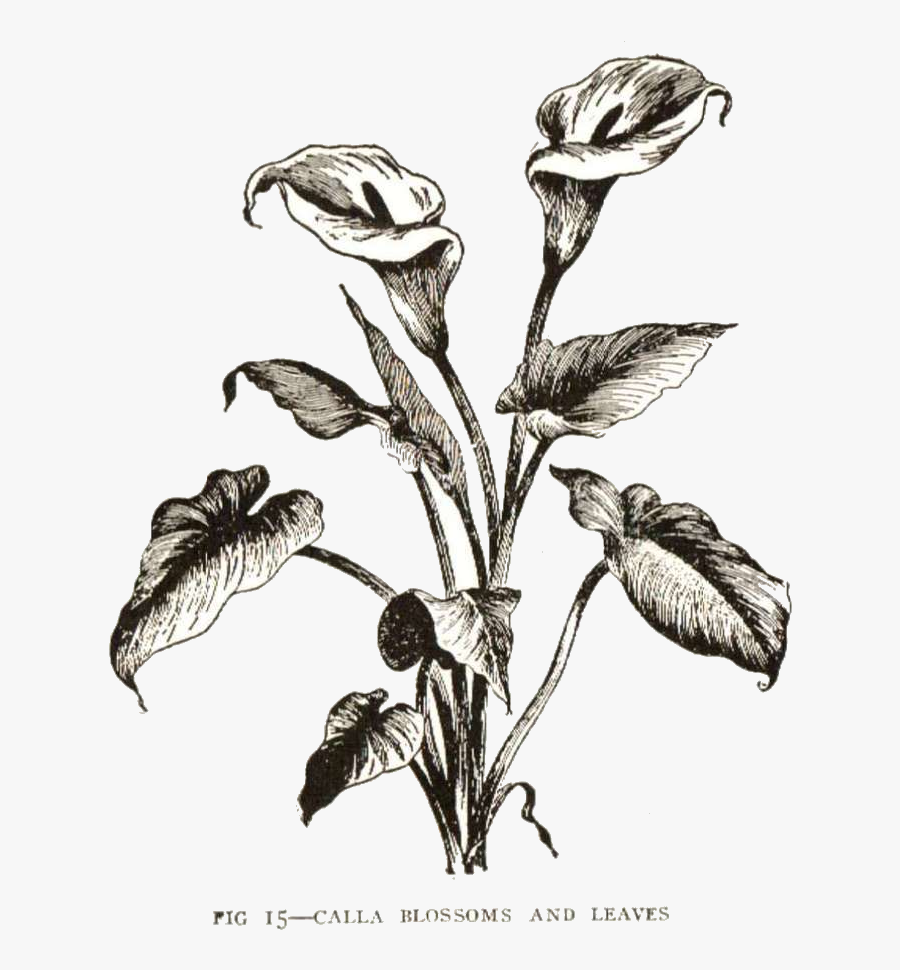 Download Calla Lily Clipart Vintage - Easter Calla Lily Drawing, Transparent Clipart