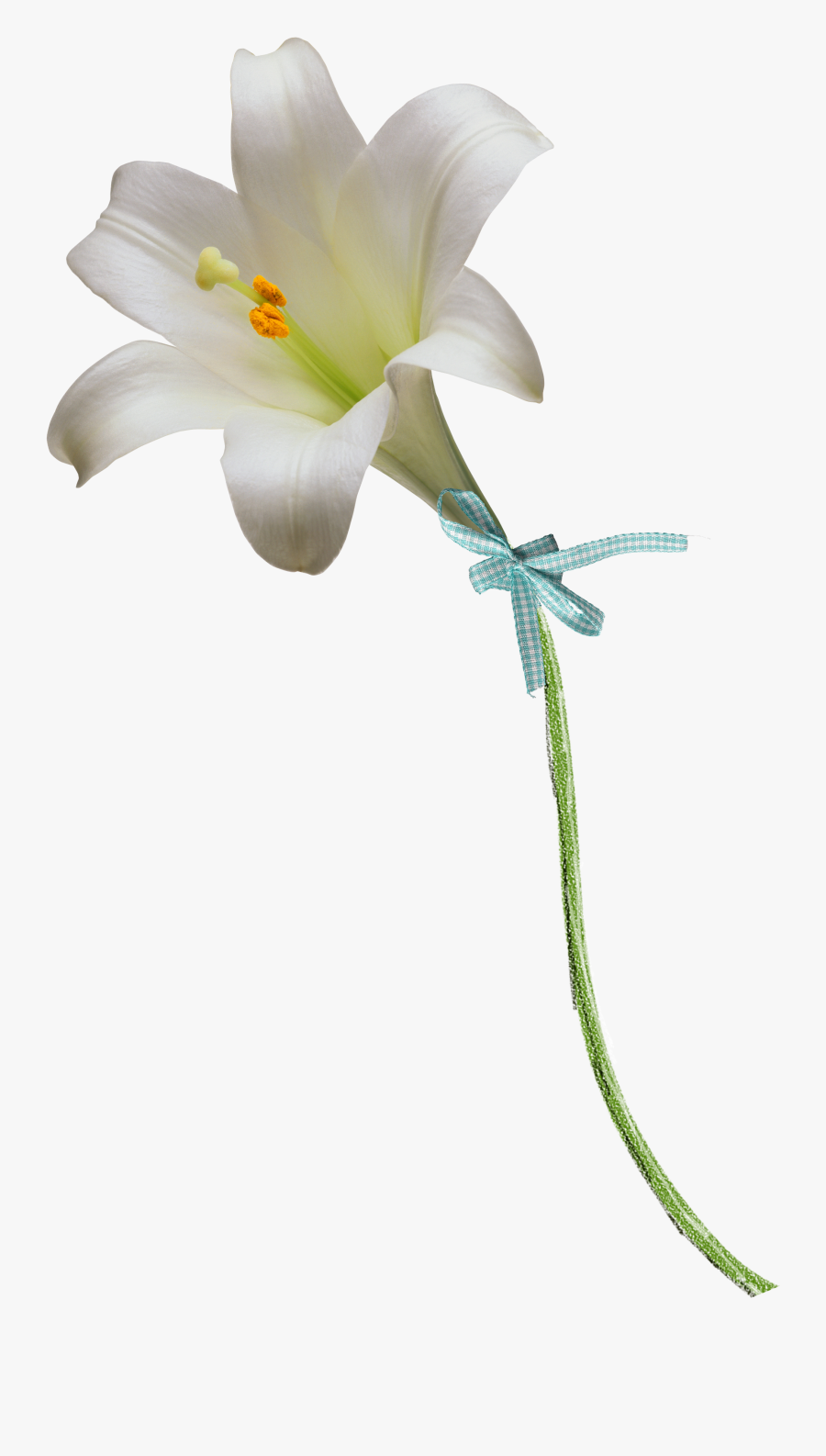 Vector Black And White Download Floral Design Flower - Lily Flower, Transparent Clipart