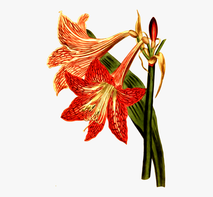 Amaryllis Clipart, Transparent Clipart