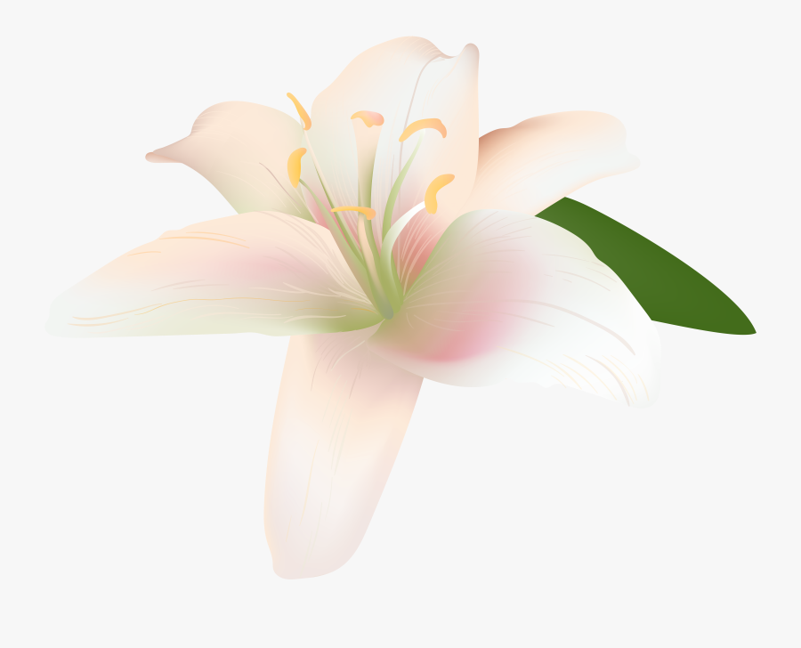 Lily Flower Transparent Clip Art Image, Transparent Clipart