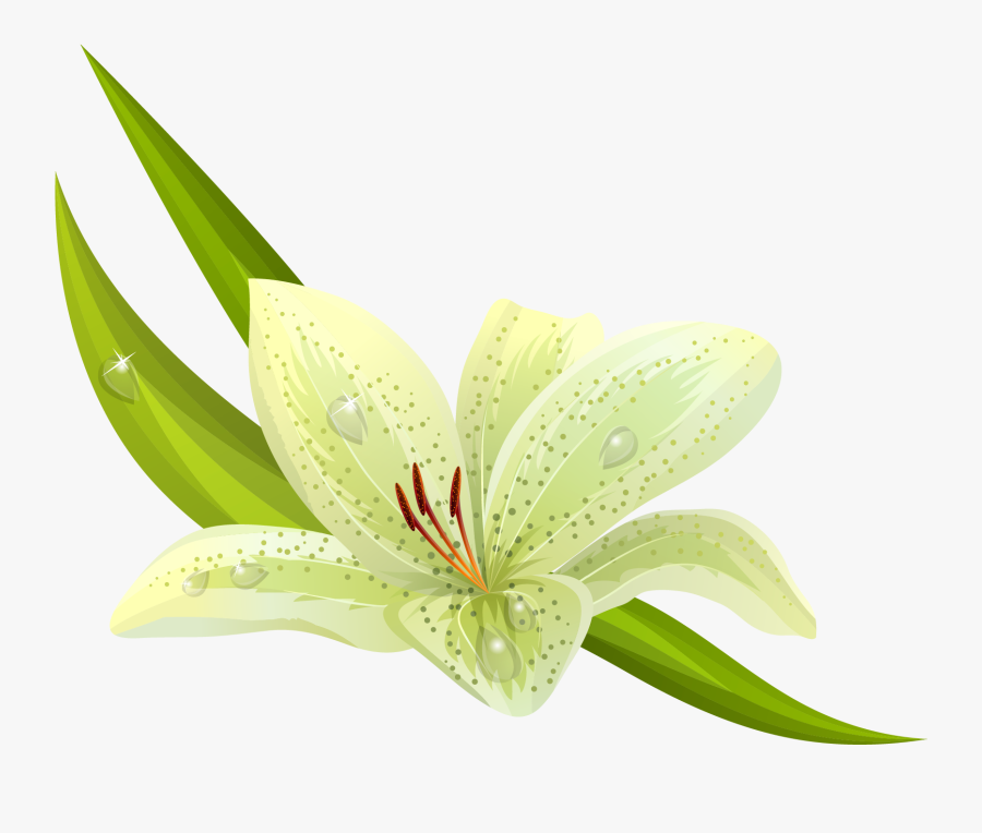 White Lilium Png Clipart - รูป ลาย ดอกไม้ สวย, Transparent Clipart